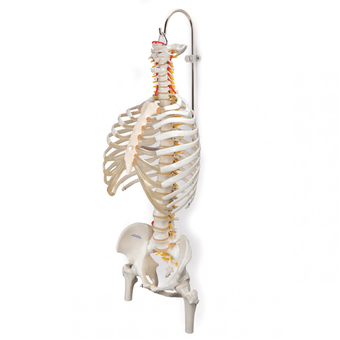 3 dalių stovas skeletams ir stuburams 3 3 dalių stovas skeletams ir stuburams 3