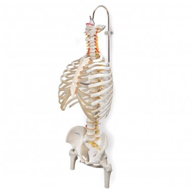 3 dalių stovas skeletams ir stuburams 3 3 dalių stovas skeletams ir stuburams 3