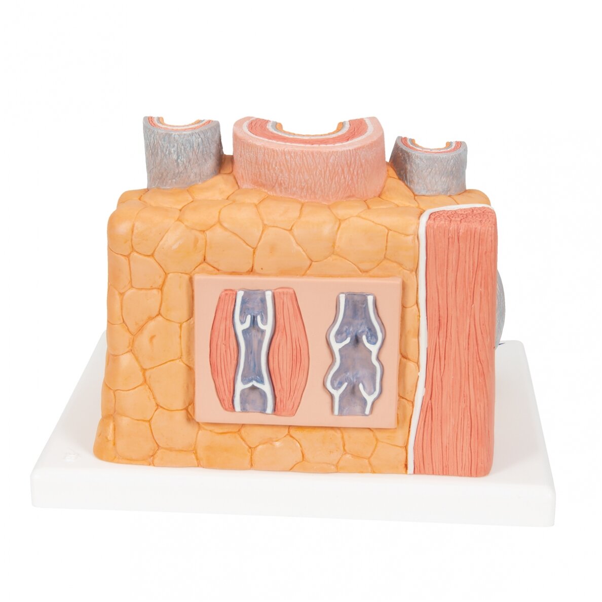 3B „ MICROanatomy ™“ arterijos ir venų modelis, 14 kartų padidintas 3 3B „ MICROanatomy ™“ arterijos ir venų modelis, 14 kartų padidintas 3