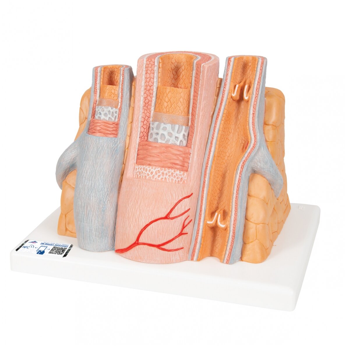 3B „ MICROanatomy ™“ arterijos ir venų modelis, 14 kartų padidintas 3B „ MICROanatomy ™“ arterijos ir venų modelis, 14 kartų padidintas