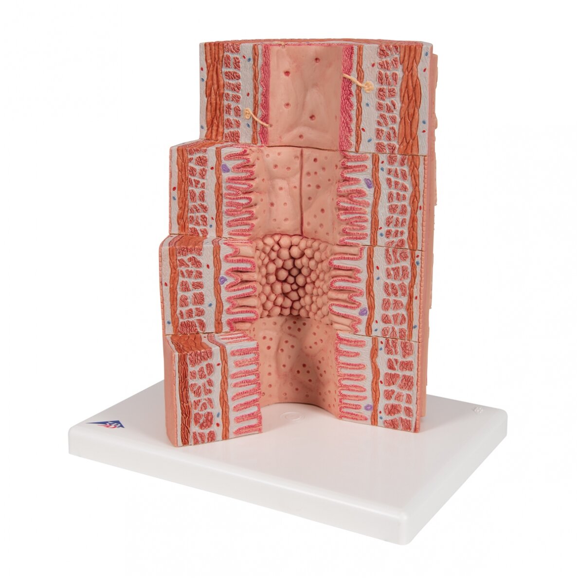 3B „ MICROanatomy ™“ virškinimo sistemos modelis, 20 kartų padidintas 2 3B „ MICROanatomy ™“ virškinimo sistemos modelis, 20 kartų padidintas 2