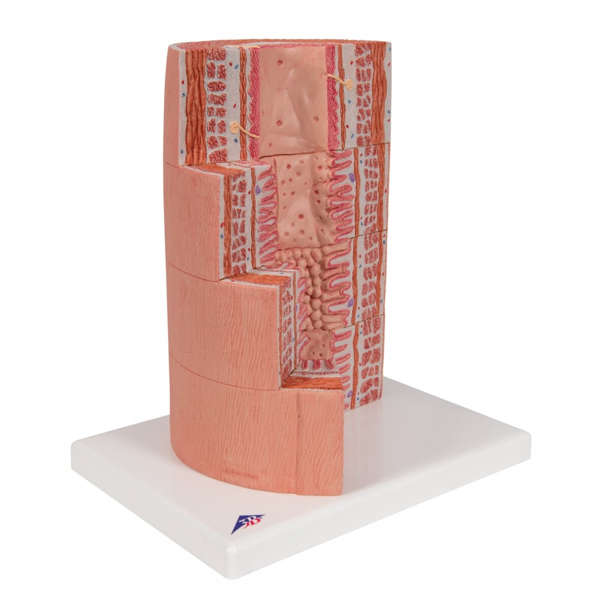3B „ MICROanatomy ™“ virškinimo sistemos modelis, 20 kartų padidintas 6 3B „ MICROanatomy ™“ virškinimo sistemos modelis, 20 kartų padidintas 6
