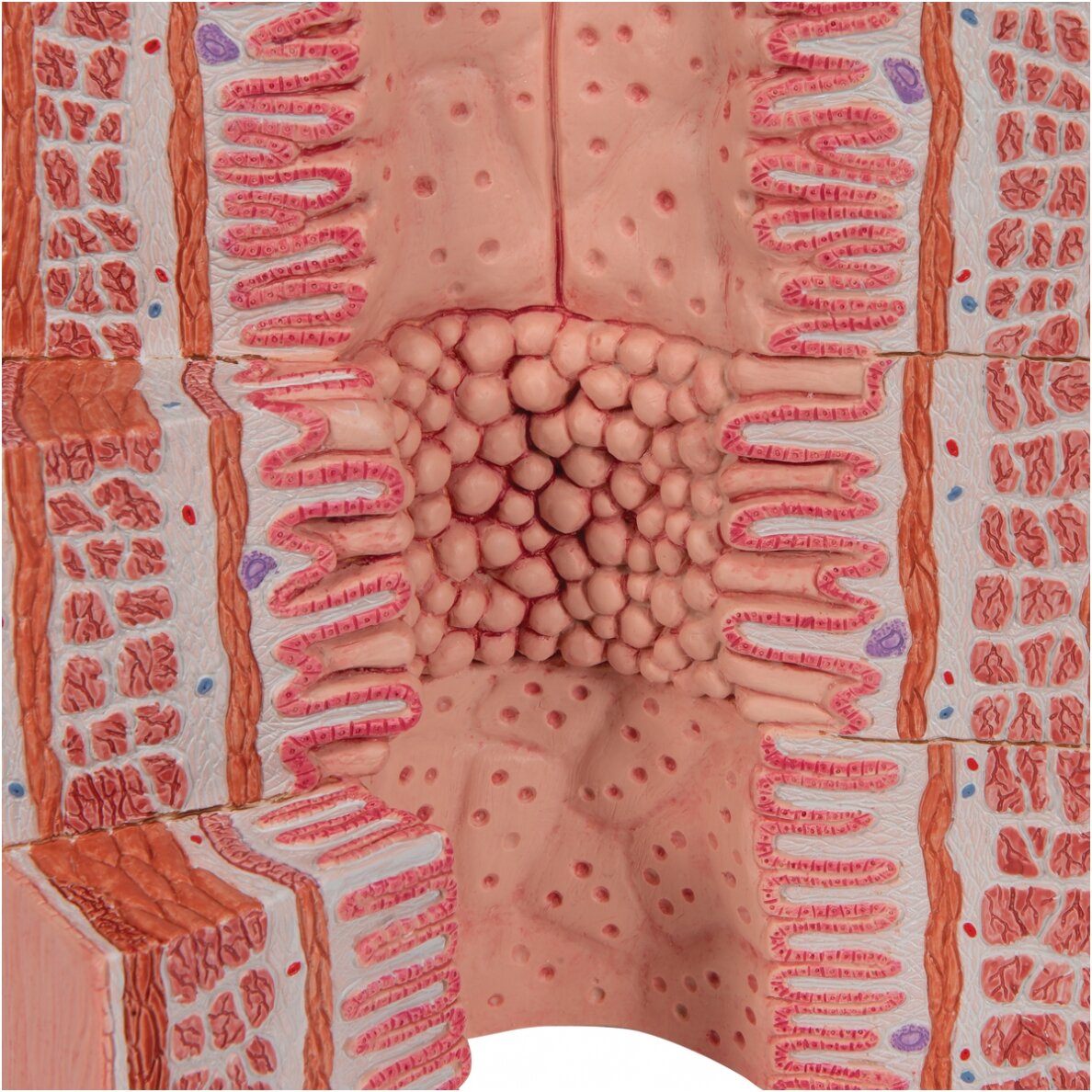 3B „ MICROanatomy ™“ virškinimo sistemos modelis, 20 kartų padidintas 7 3B „ MICROanatomy ™“ virškinimo sistemos modelis, 20 kartų padidintas 7