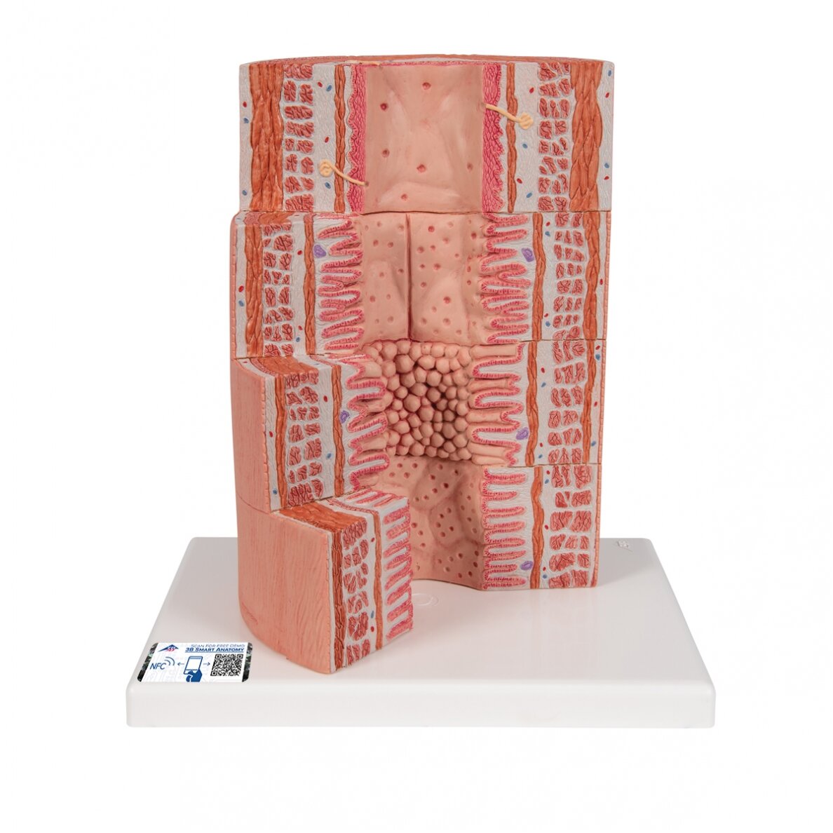 3B „ MICROanatomy ™“ virškinimo sistemos modelis, 20 kartų padidintas 3B „ MICROanatomy ™“ virškinimo sistemos modelis, 20 kartų padidintas