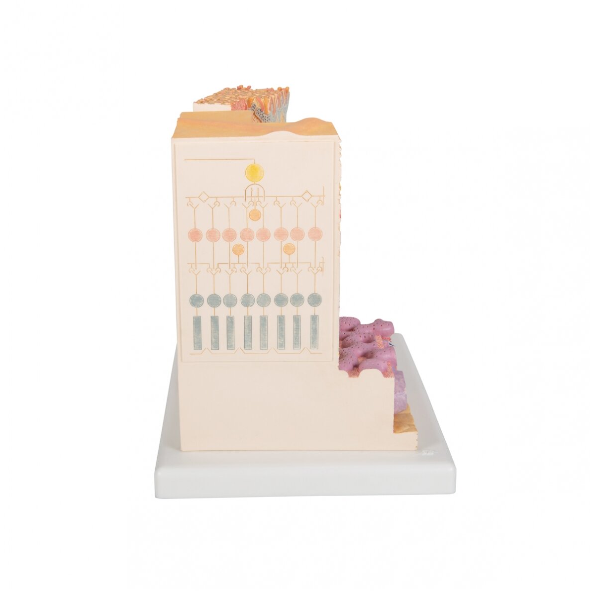 3B „ MICROanatomy ™“ žmogaus akies modelis 3