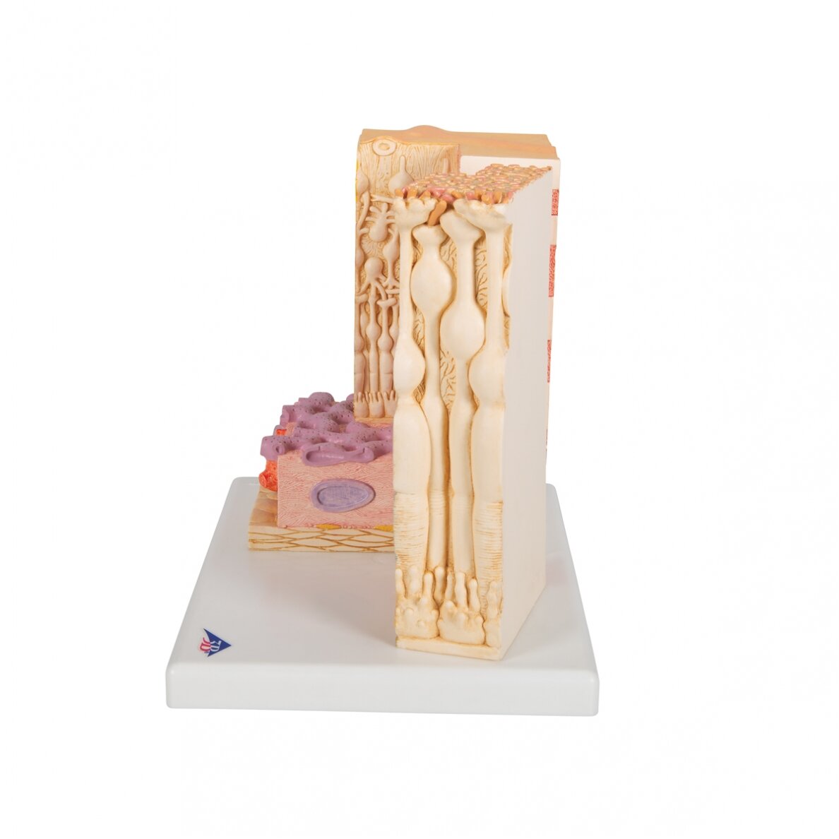 3B „ MICROanatomy ™“ žmogaus akies modelis 4