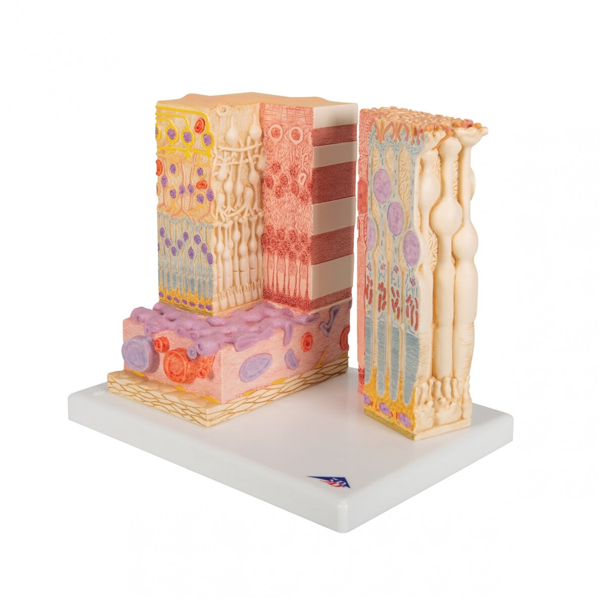 3B „ MICROanatomy ™“ žmogaus akies modelis 5 3B „ MICROanatomy ™“ žmogaus akies modelis 5