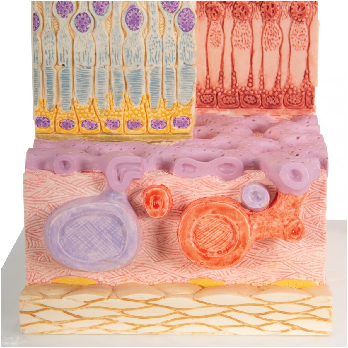 3B „ MICROanatomy ™“ žmogaus akies modelis 6