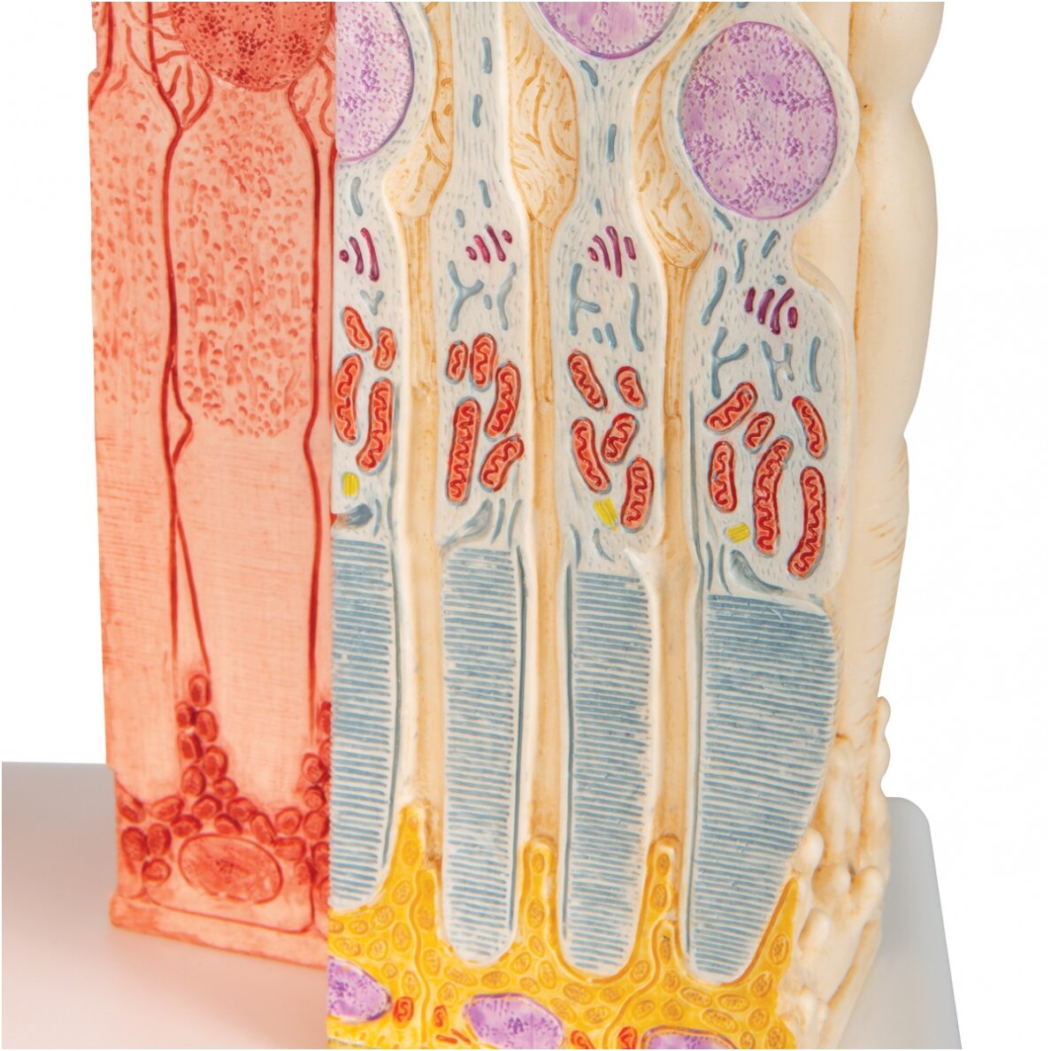 3B „ MICROanatomy ™“ žmogaus akies modelis 7 3B „ MICROanatomy ™“ žmogaus akies modelis 7