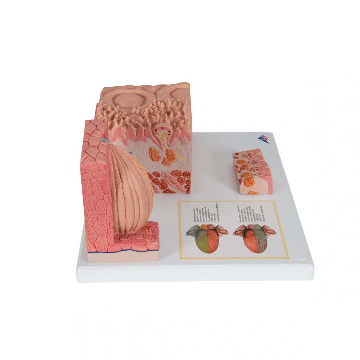 3B „ MICROanatomy ™“ žmogaus liežuvio modelis 3