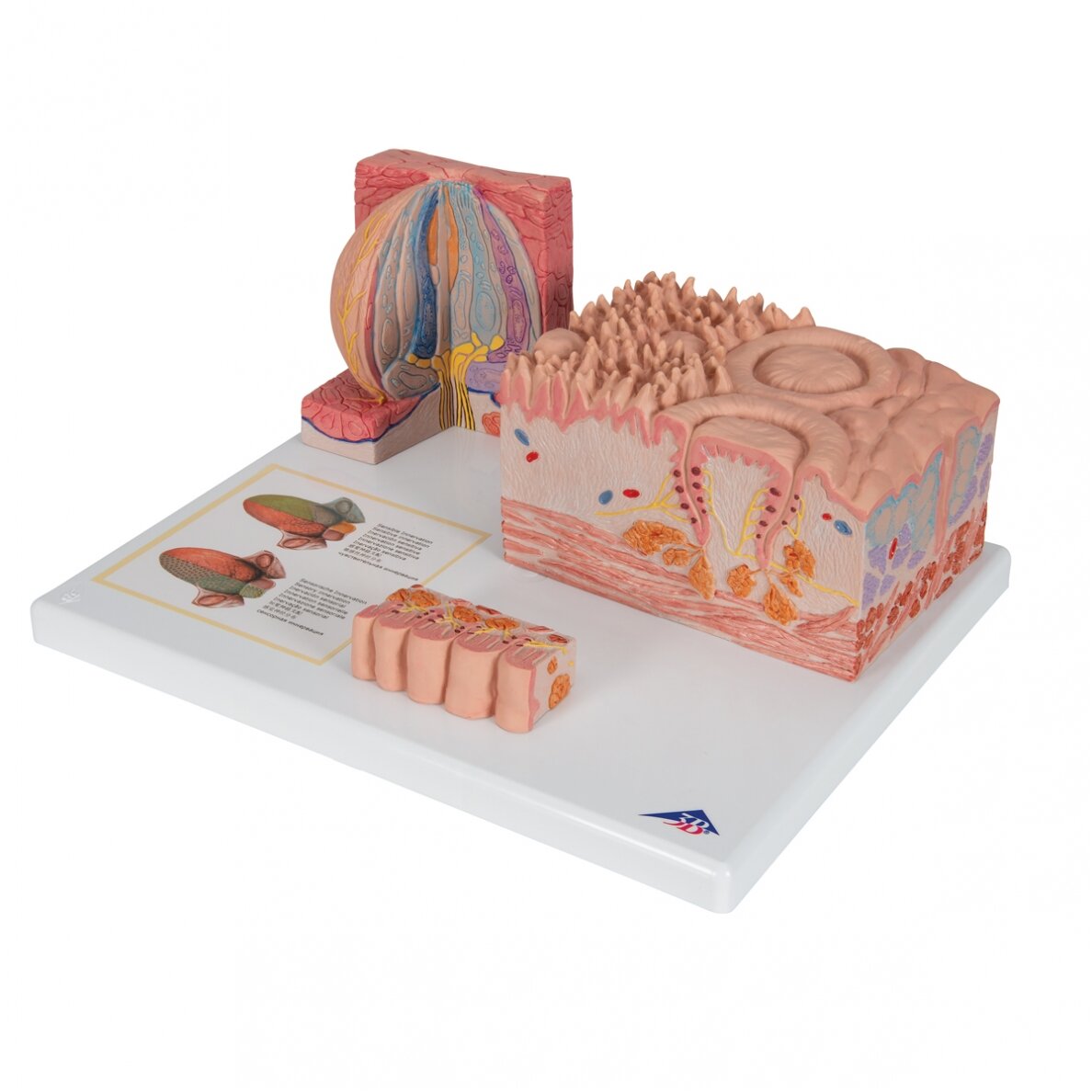 3B „ MICROanatomy ™“ žmogaus liežuvio modelis 5 3B „ MICROanatomy ™“ žmogaus liežuvio modelis 5