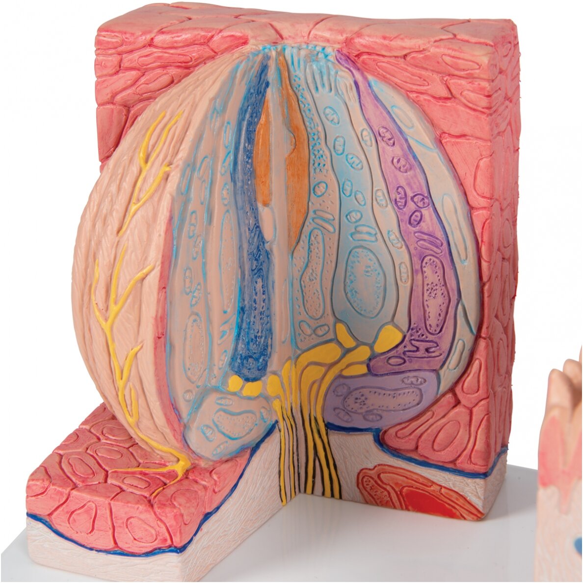 3B „ MICROanatomy ™“ žmogaus liežuvio modelis 6
