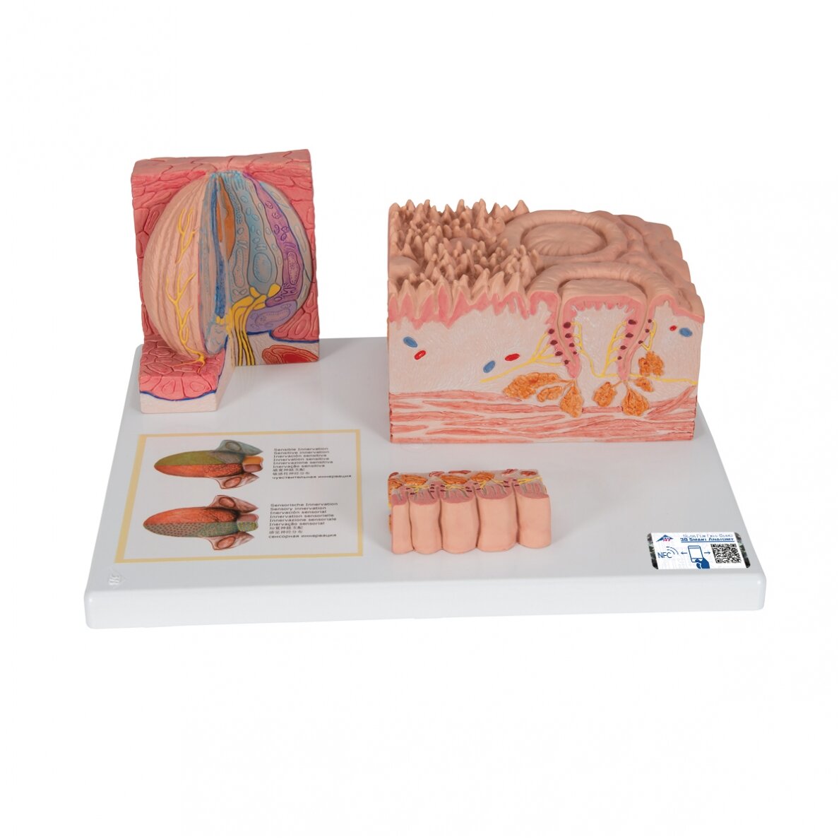 3B „ MICROanatomy ™“ žmogaus liežuvio modelis 3B „ MICROanatomy ™“ žmogaus liežuvio modelis