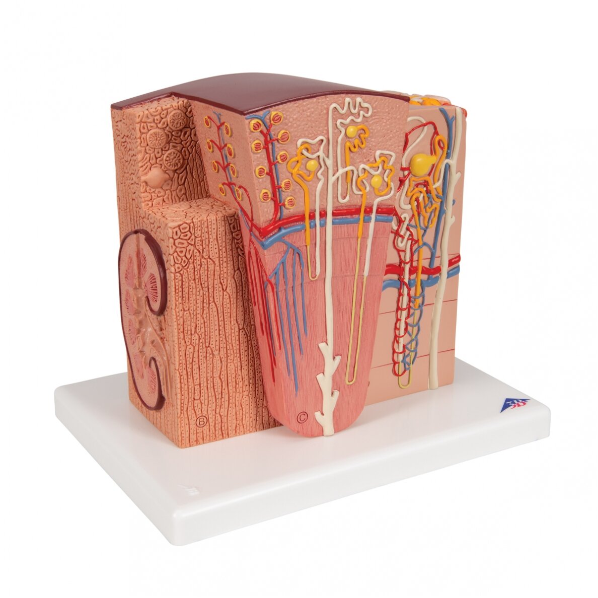 3B MICROanatomy ™ inksto modelis 2 3B MICROanatomy ™ inksto modelis 2