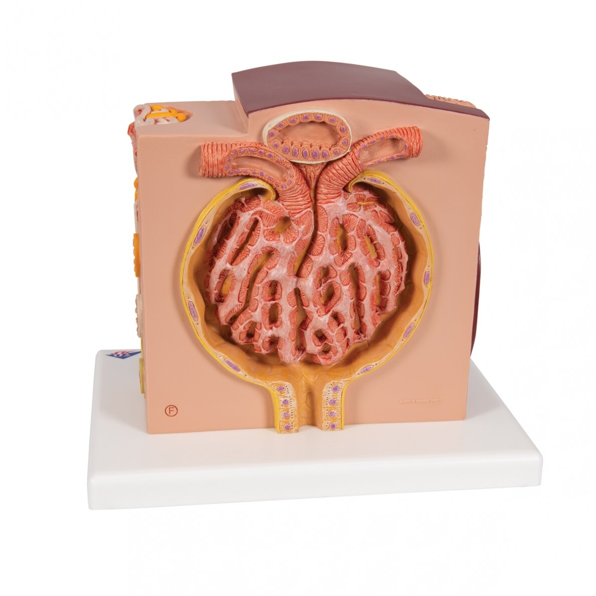 3B MICROanatomy ™ inksto modelis 4