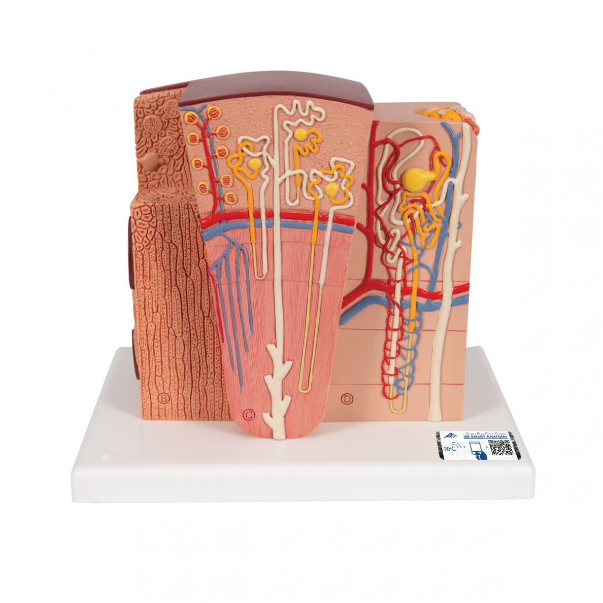 3B MICROanatomy ™ inksto modelis 3B MICROanatomy ™ inksto modelis