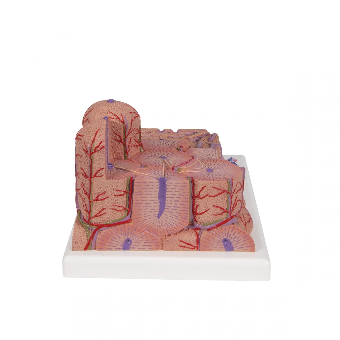 3B MICROanatomy ™ kepenų modelis 3 3B MICROanatomy ™ kepenų modelis 3