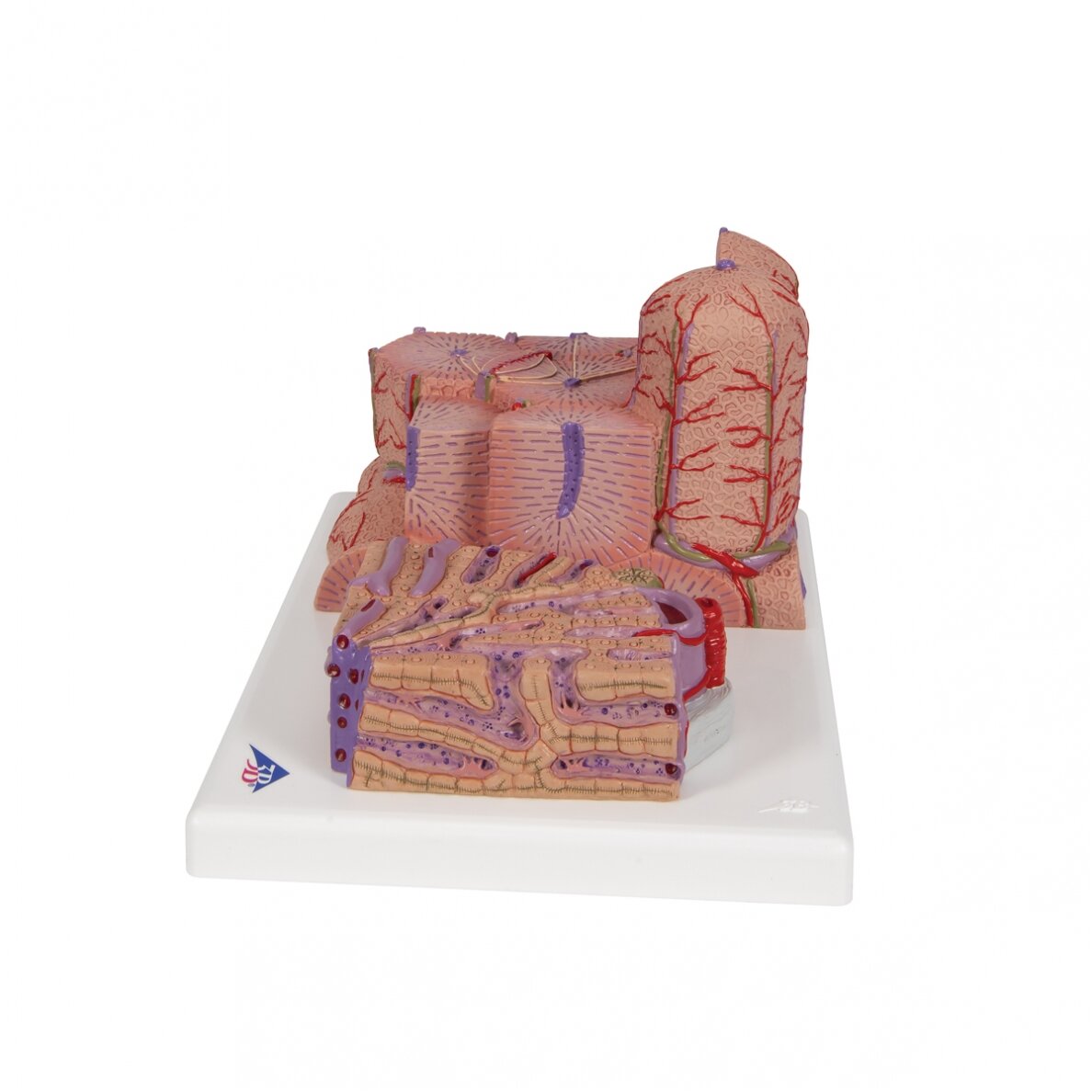 3B MICROanatomy ™ kepenų modelis 5 3B MICROanatomy ™ kepenų modelis 5
