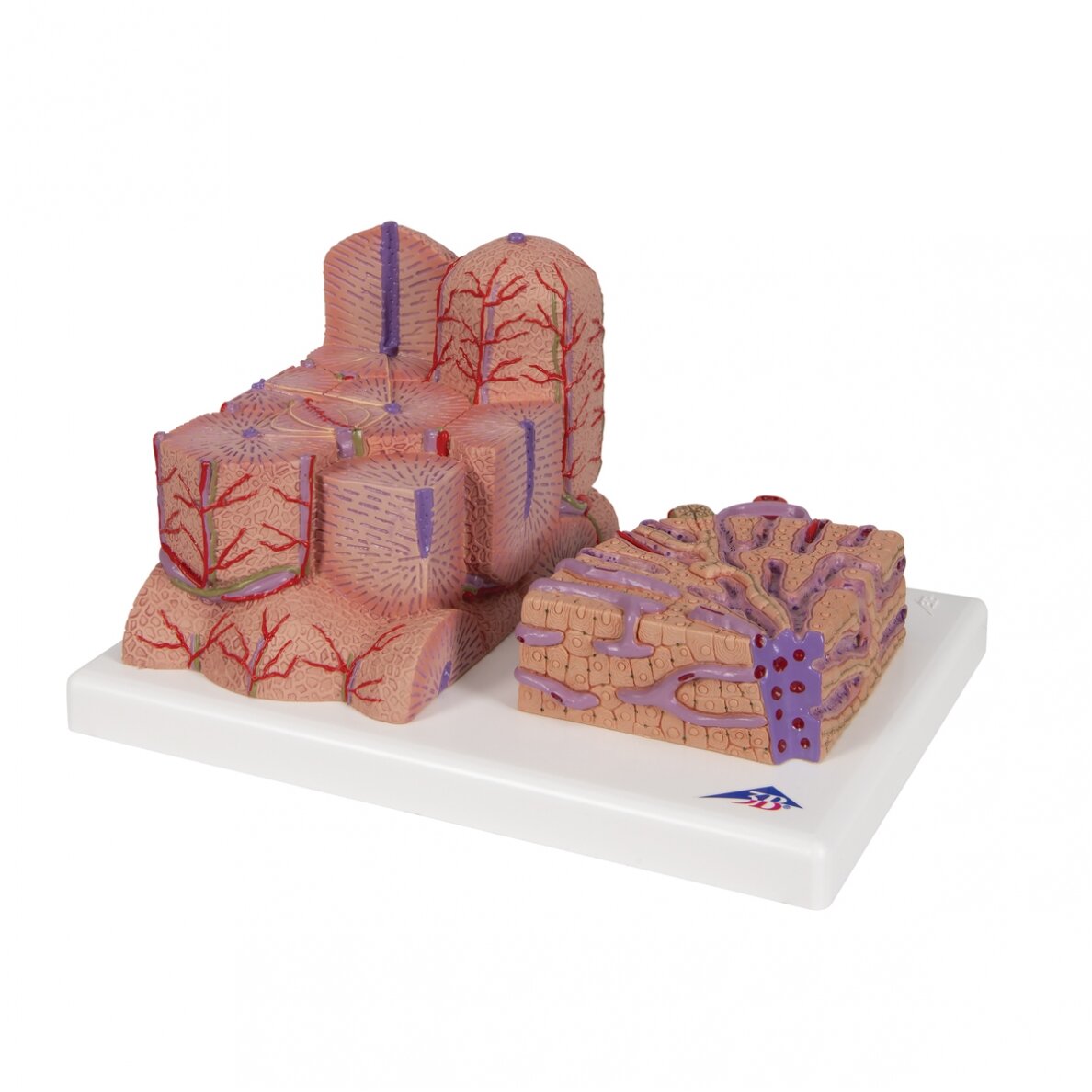 3B MICROanatomy ™ kepenų modelis 6 3B MICROanatomy ™ kepenų modelis 6