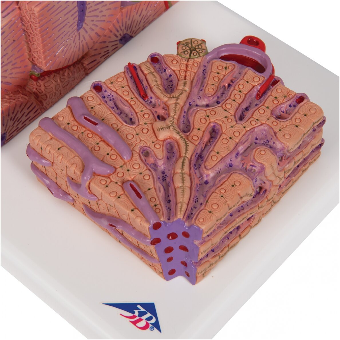 3B MICROanatomy ™ kepenų modelis 7 3B MICROanatomy ™ kepenų modelis 7