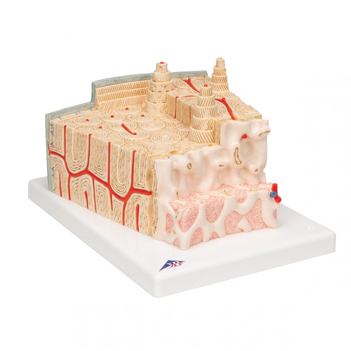 3B MICROanatomy ™ žmogaus kaulų struktūros modelis, 80 kartų padidinta 2