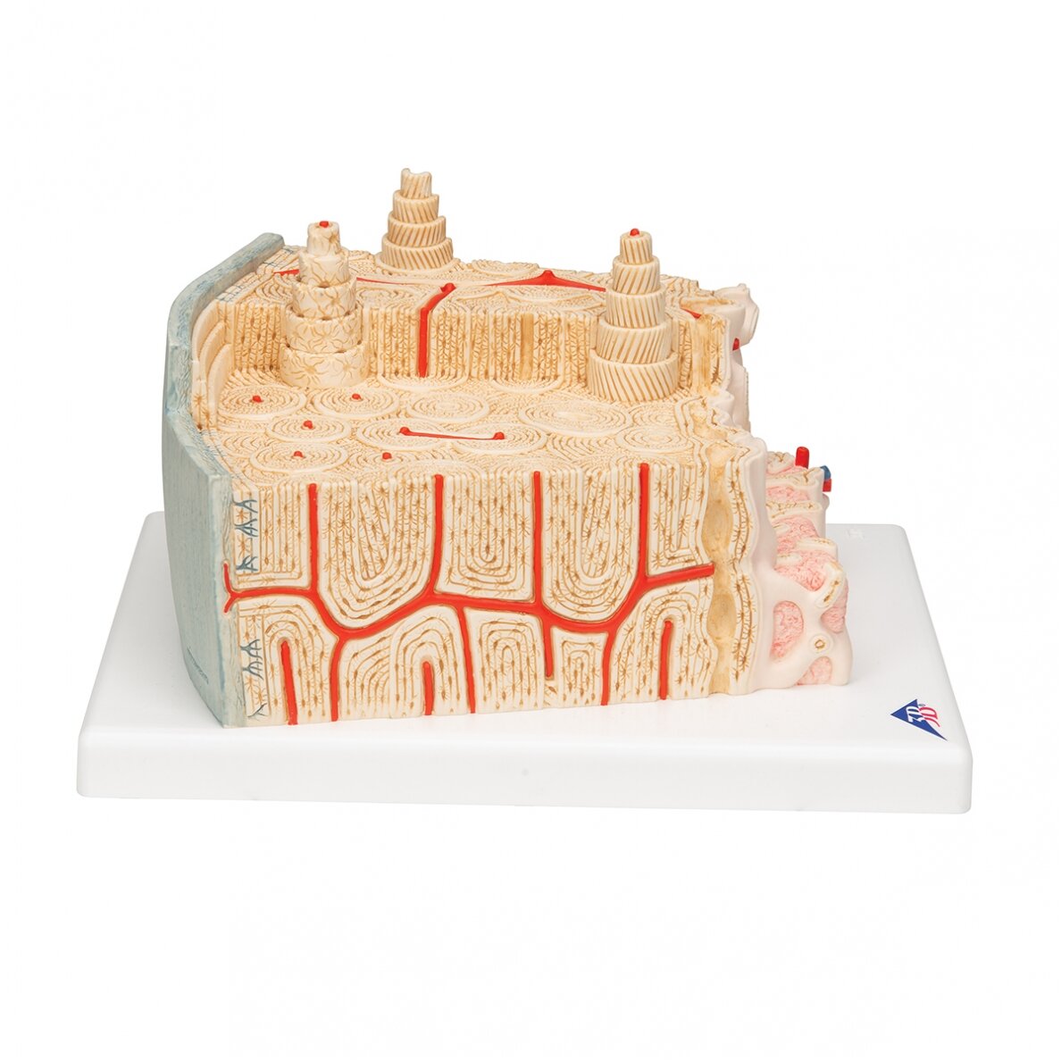 3B MICROanatomy ™ žmogaus kaulų struktūros modelis, 80 kartų padidinta 3