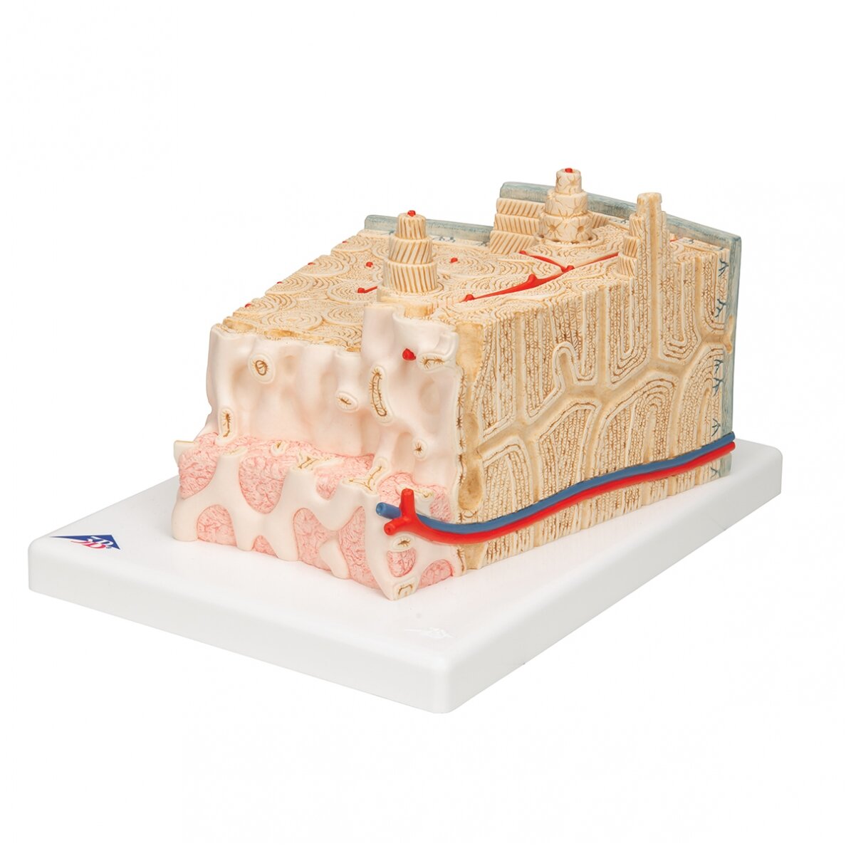 3B MICROanatomy ™ žmogaus kaulų struktūros modelis, 80 kartų padidinta 6