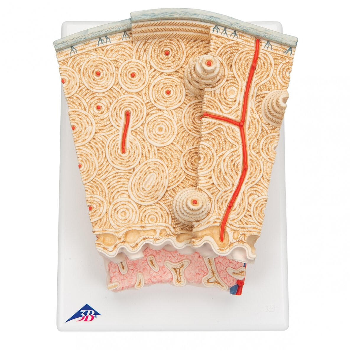 3B MICROanatomy ™ žmogaus kaulų struktūros modelis, 80 kartų padidinta 7 3B MICROanatomy ™ žmogaus kaulų struktūros modelis, 80 kartų padidinta 7