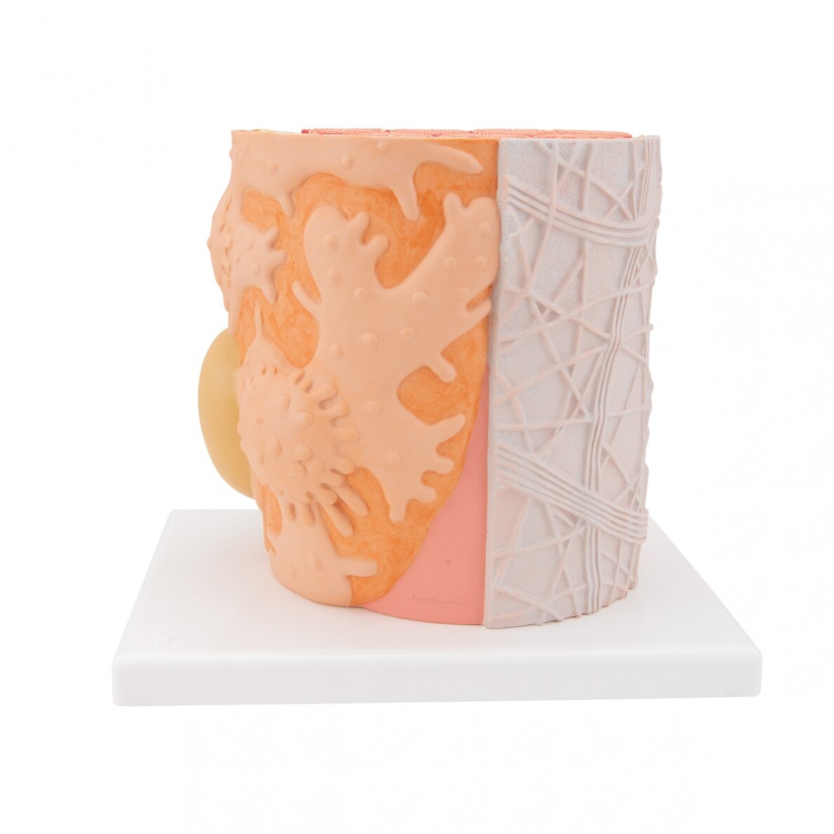 3B MICROanatomy ™ žmogaus raumenų skaidulų modelis, padidintas 10 000 kartų 4 3B MICROanatomy ™ žmogaus raumenų skaidulų modelis, padidintas 10 000 kartų 4