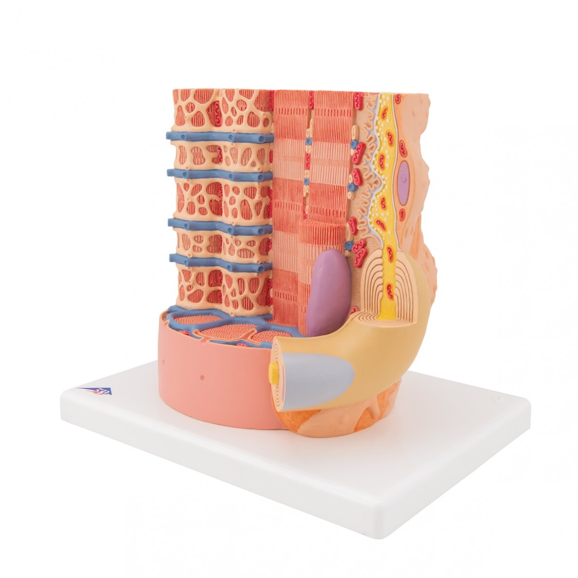 3B MICROanatomy ™ žmogaus raumenų skaidulų modelis, padidintas 10 000 kartų 6 3B MICROanatomy ™ žmogaus raumenų skaidulų modelis, padidintas 10 000 kartų 6
