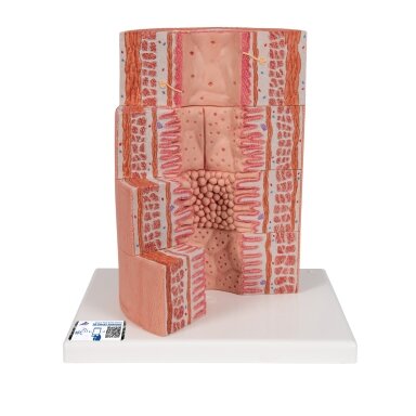 3B „ MICROanatomy ™“ virškinimo sistemos modelis, 20 kartų padidintas 3B „ MICROanatomy ™“ virškinimo sistemos modelis, 20 kartų padidintas