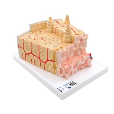 3B MICROanatomy ™ žmogaus kaulų struktūros modelis, 80 kartų padidinta 3B MICROanatomy ™ žmogaus kaulų struktūros modelis, 80 kartų padidinta