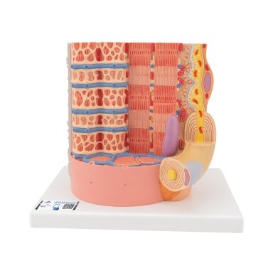 3B MICROanatomy ™ žmogaus raumenų skaidulų modelis, padidintas 10 000 kartų 3B MICROanatomy ™ žmogaus raumenų skaidulų modelis, padidintas 10 000 kartų