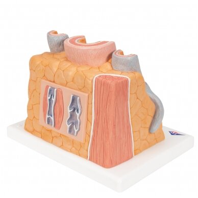 3B „ MICROanatomy ™“ arterijos ir venų modelis, 14 kartų padidintas 2 3B „ MICROanatomy ™“ arterijos ir venų modelis, 14 kartų padidintas 2
