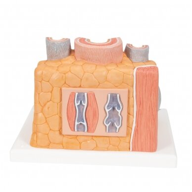 3B „ MICROanatomy ™“ arterijos ir venų modelis, 14 kartų padidintas 3