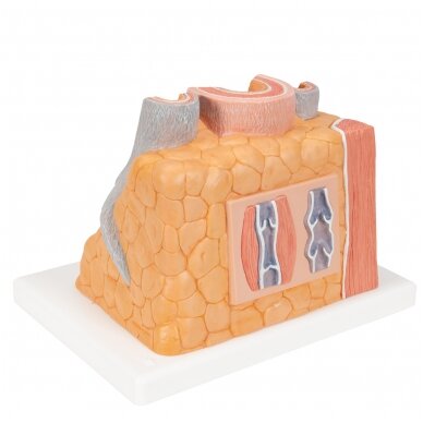 3B „ MICROanatomy ™“ arterijos ir venų modelis, 14 kartų padidintas 4 3B „ MICROanatomy ™“ arterijos ir venų modelis, 14 kartų padidintas 4