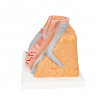 3B „ MICROanatomy ™“ arterijos ir venų modelis, 14 kartų padidintas 5