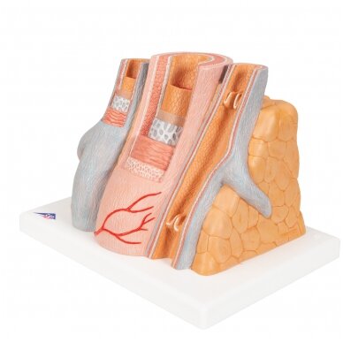 3B „ MICROanatomy ™“ arterijos ir venų modelis, 14 kartų padidintas 6