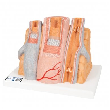 3B „ MICROanatomy ™“ arterijos ir venų modelis, 14 kartų padidintas 3B „ MICROanatomy ™“ arterijos ir venų modelis, 14 kartų padidintas