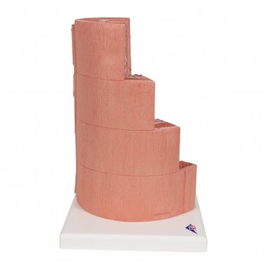 3B „ MICROanatomy ™“ virškinimo sistemos modelis, 20 kartų padidintas 3 3B „ MICROanatomy ™“ virškinimo sistemos modelis, 20 kartų padidintas 3