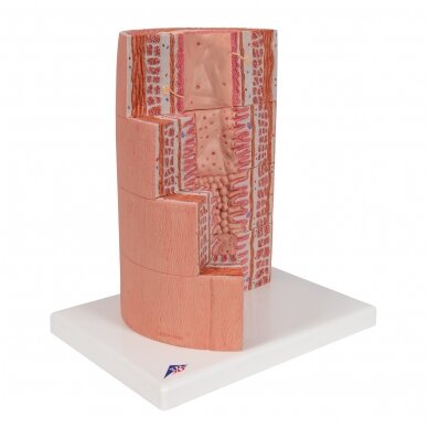 3B „ MICROanatomy ™“ virškinimo sistemos modelis, 20 kartų padidintas 6 3B „ MICROanatomy ™“ virškinimo sistemos modelis, 20 kartų padidintas 6