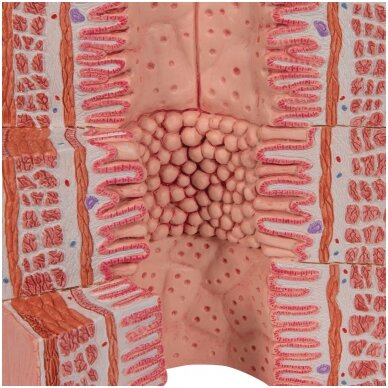 3B „ MICROanatomy ™“ virškinimo sistemos modelis, 20 kartų padidintas 7