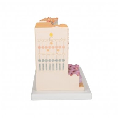 3B „ MICROanatomy ™“ žmogaus akies modelis 3