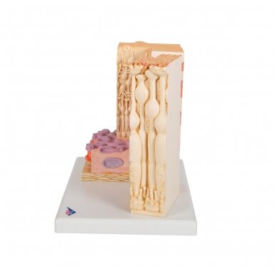 3B „ MICROanatomy ™“ žmogaus akies modelis 4