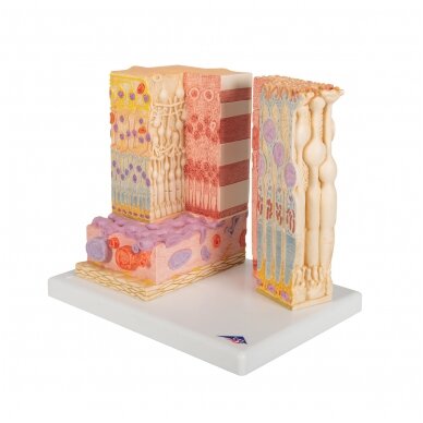 3B „ MICROanatomy ™“ žmogaus akies modelis 5