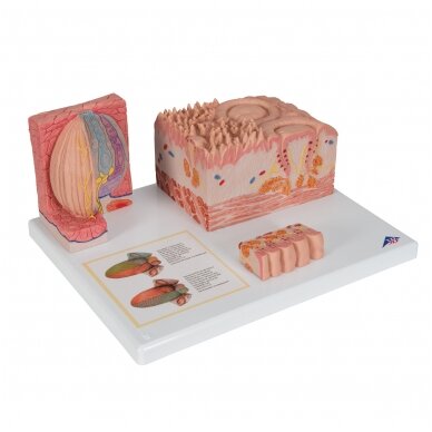 3B „ MICROanatomy ™“ žmogaus liežuvio modelis 2