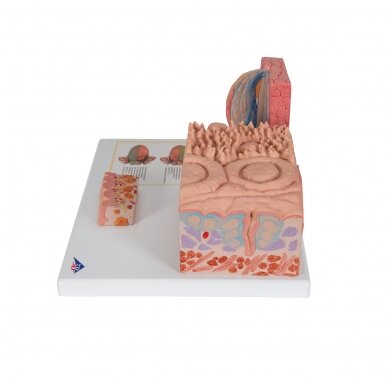 3B „ MICROanatomy ™“ žmogaus liežuvio modelis 4