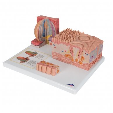 3B „ MICROanatomy ™“ žmogaus liežuvio modelis 5