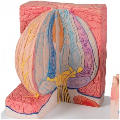 3B „ MICROanatomy ™“ žmogaus liežuvio modelis 6 3B „ MICROanatomy ™“ žmogaus liežuvio modelis 6
