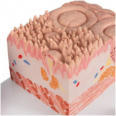3B „ MICROanatomy ™“ žmogaus liežuvio modelis 7 3B „ MICROanatomy ™“ žmogaus liežuvio modelis 7